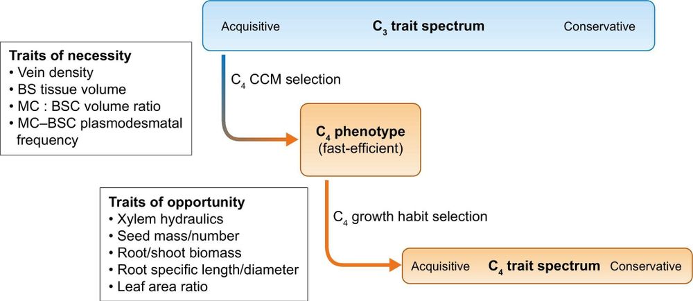 Relationships between proposed C3 and C4 trait spectra.