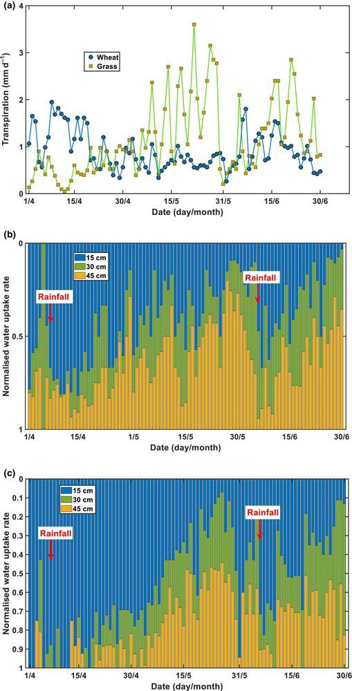 Temporal changes in total root water uptake in the two plant systems