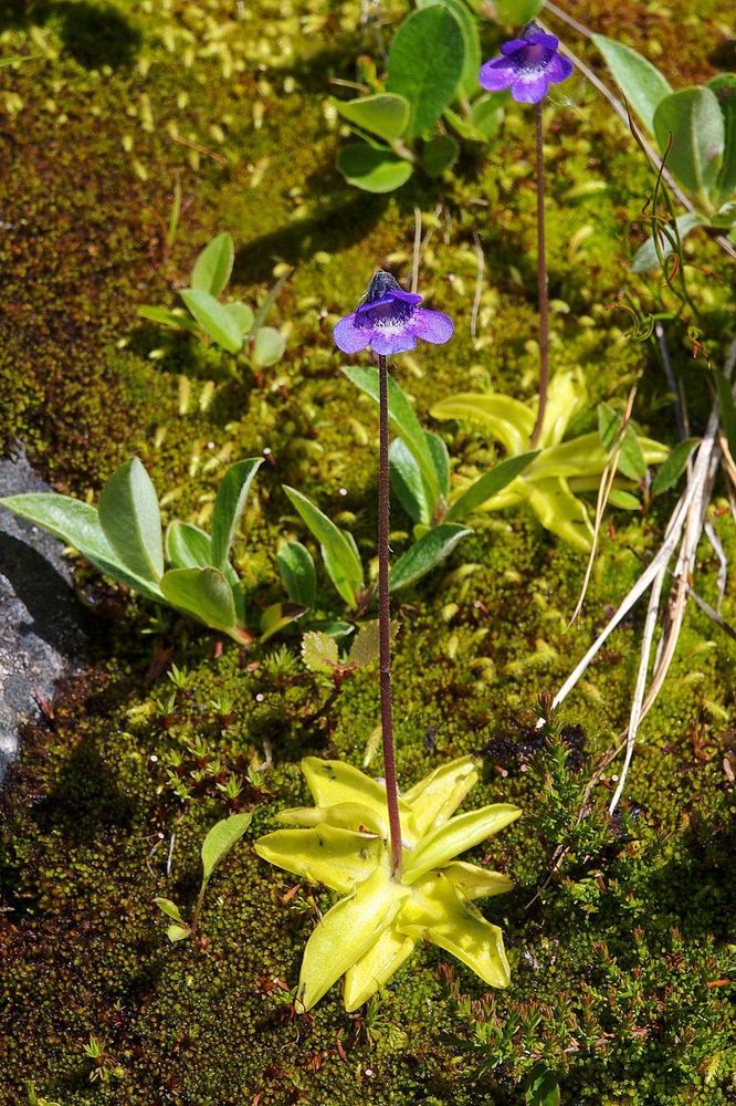 Pinguicula vulgaris growing in moss