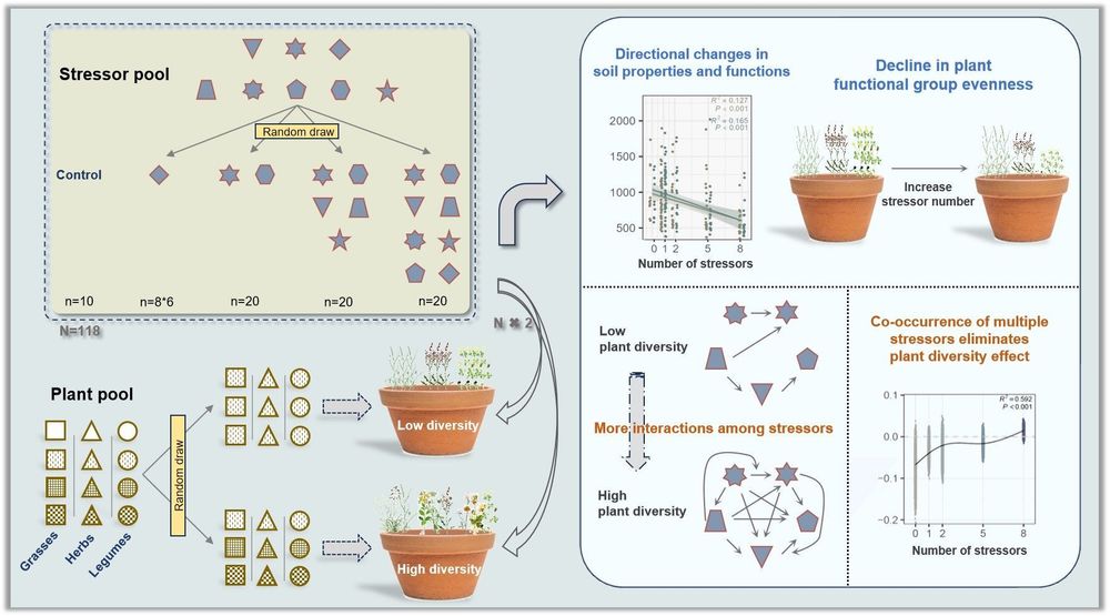 Increasing the number of anthropogenic stressors reduces the effects of plant diversity.