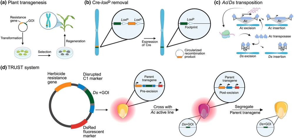 Transgenesis and transposition combined in transposon-mediated ultra-clean selectable transformation (TRUST).