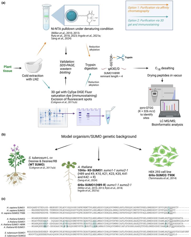 Schematic representation of the workflow for sample preparation and enrichment of SUMO1-conjugates for liquid chromatography mass spectrometry (LC-MS)/MS analysis.