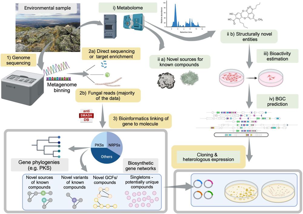 A framework for schematic study, comparison, and exploitation of lichen-forming fungi  chemodiversity.