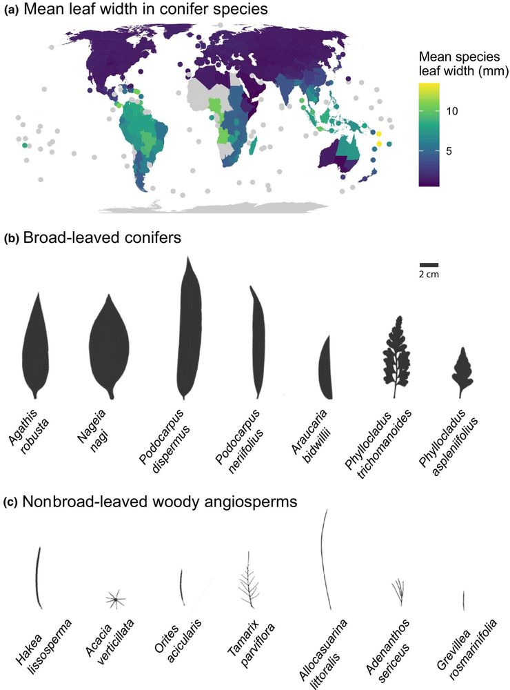 Global distribution of conifer leaf widths and silhouettes of both broad-leaved conifers and nonbroad-leaved woody angiosperms.