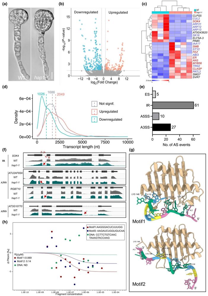 RNA-seq analysis of early embryos display only minor splicing effects in Arabidopsis hapless1 (hap1-1) mutant.