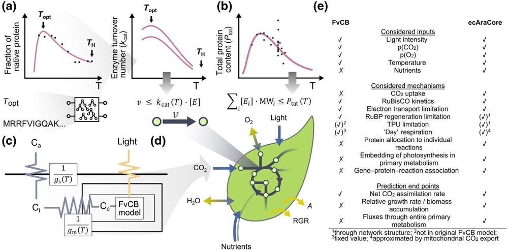 Temperature-dependent model of Arabidopsis thaliana's central metabolism.
