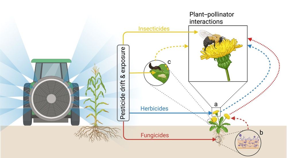 Pesticide drift and exposure can alter plant mutualisms in ways both direct and indirect.