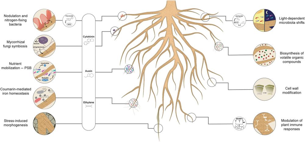 Fig. 1 Schematic representation of plant–microbe interactions and microbial metabolism that influence root development and nutrient uptake. 