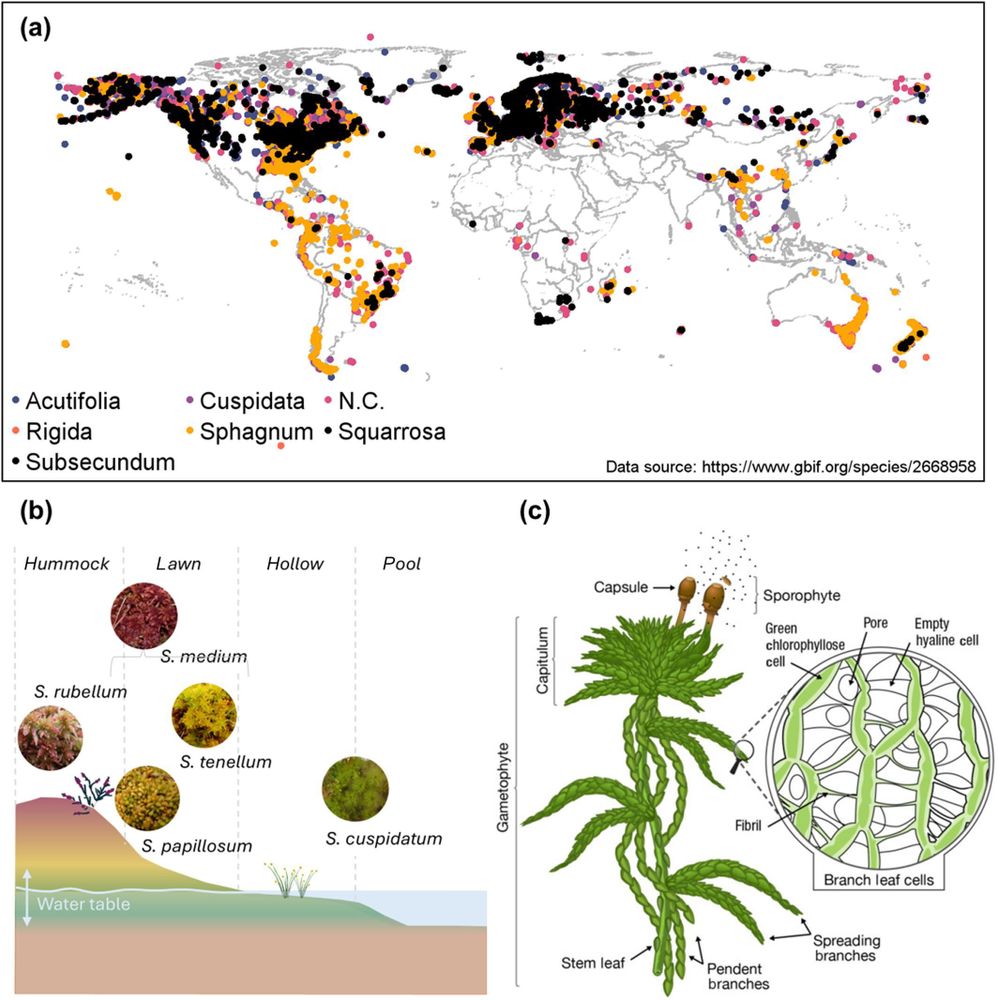 The global and local distribution of Sphagnum and a detailed desciption of its anatomy.