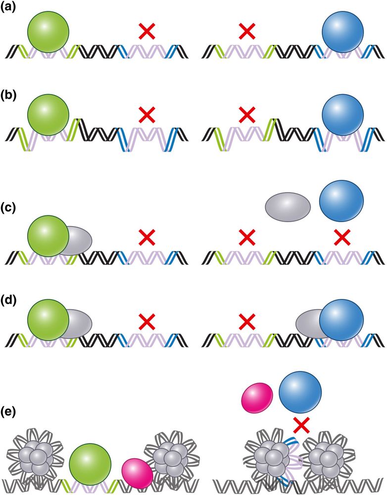 Mechanisms leading to paralog-specific binding profiles.