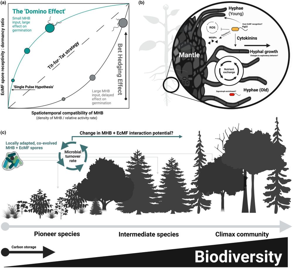 Mechanisms that potentially contribute to the maintenance of interactions between bacteria, ectomycorrhizal fungi (EcMF), and land trees across varied developmental periods.
