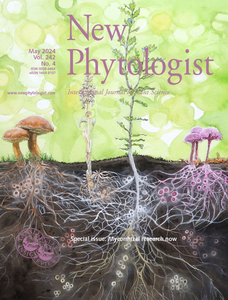 New Phytologist Special Issue: Mycorrhizal research now. View of the soil mycorrhizal community in a hypothetical forest dominated by oak species associated with different types of mycorrhizal fungi.