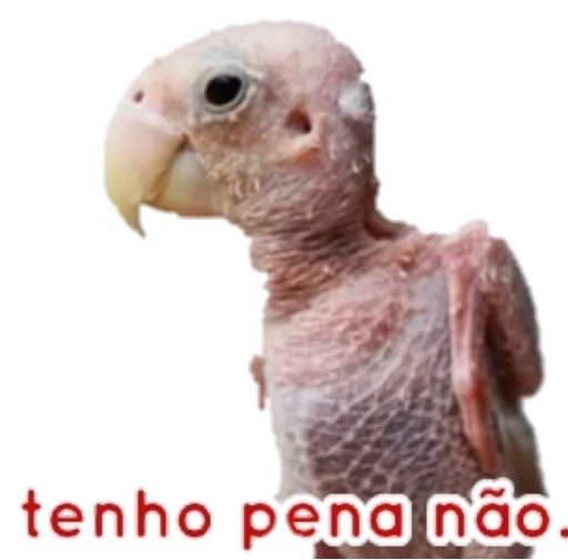 Comment image
