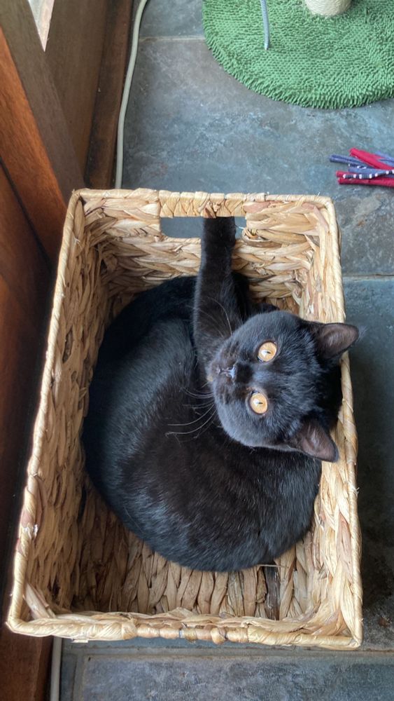 A black English shorthair cat, lying in a basket, staring at you with bright orange eyes.