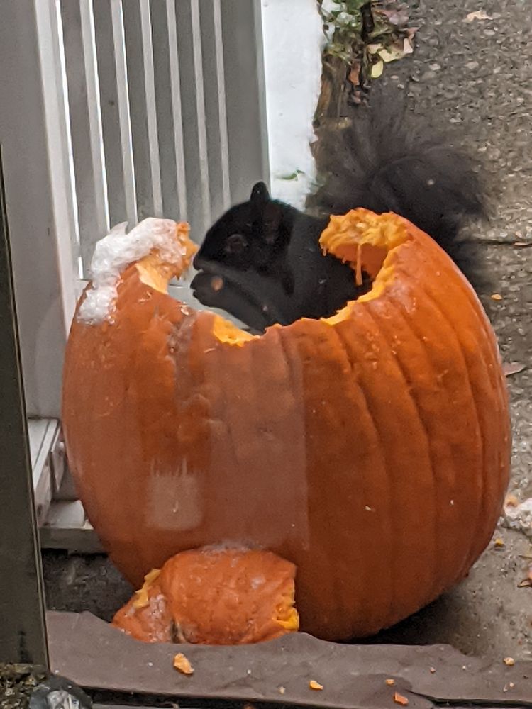 A black squirrel sitting in a Halloween pumpkin which it has partially devoured 