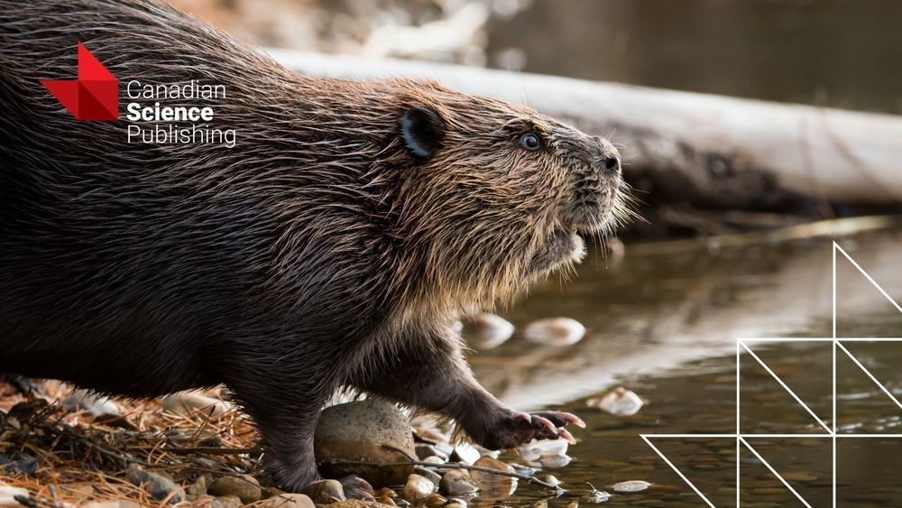 Close up of beaver stepping into water. The Canadian Science Publishing logo sits in the top left corner and the Canadian Science Publishing blaze emblem sits in the bottom right.