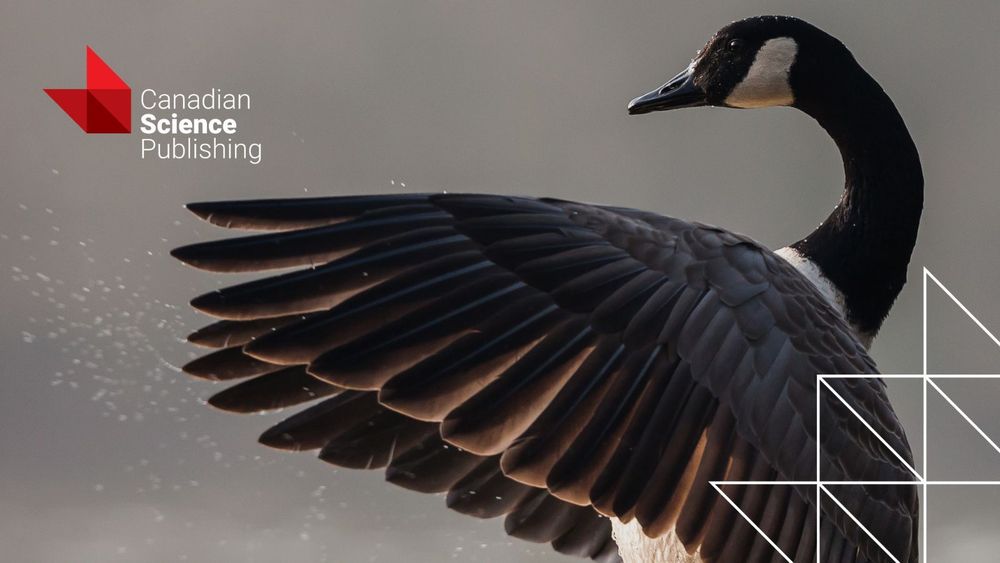 Close up of goose flapping wings. The Canadian Science Publishing logo sits in the top left corner and the Canadian Science Publishing blaze emblem sits in the bottom right.