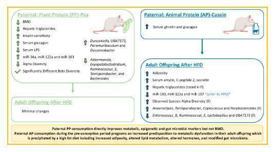 Green and blue graphic with yellow border summarizing key findings from a study on male rats fed diets high in plant protein (PP) or animal protein (AP), and effects on their adult offspring. Includes illustrations of rats and comparisons to a standard control diet.