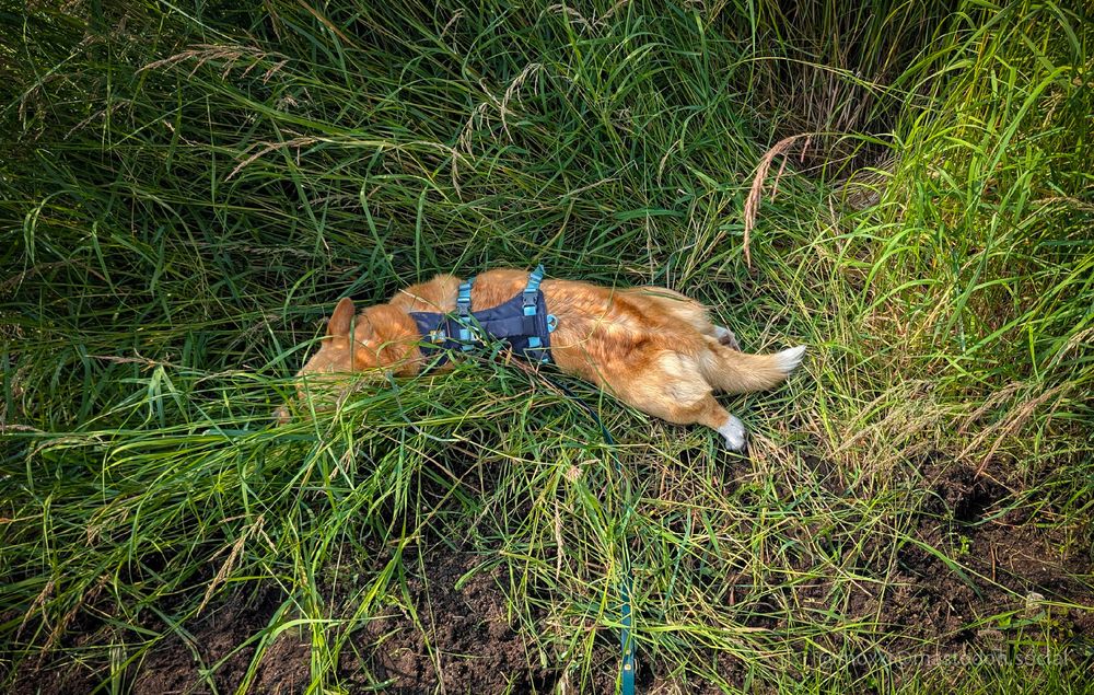 Moxxi the corgi is fully splooted into a bush of tall grass. Her face is barely visible. She's wearing a blue harness.