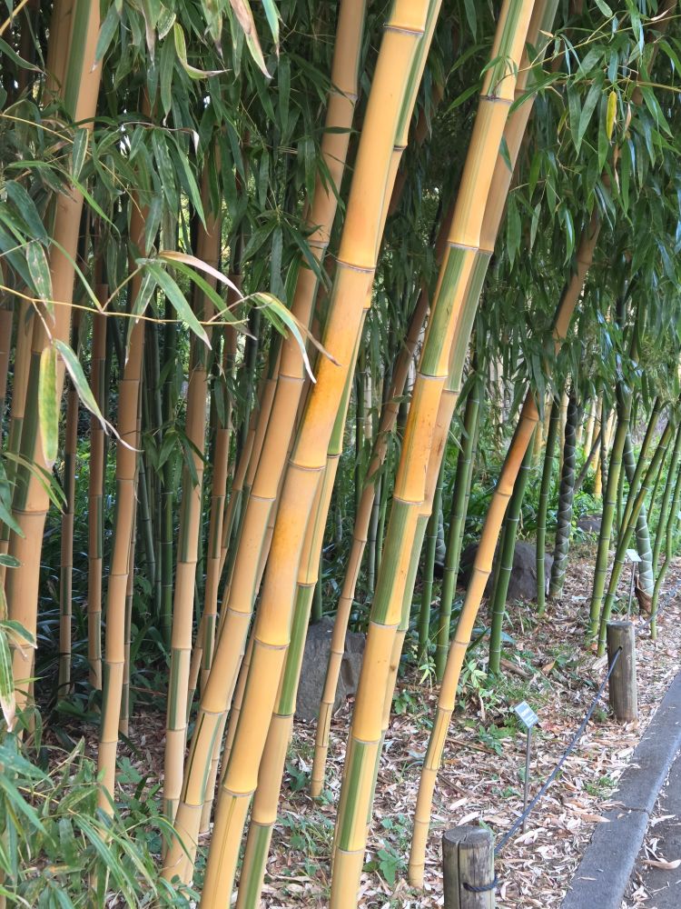 East Gardens of the Higashi-Gyoen in Tokyo, Bamboo