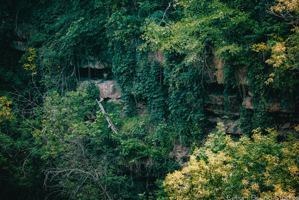 A rock wall of a canyon with deep horizontal erosion lines, hidden behind trees and vines. 