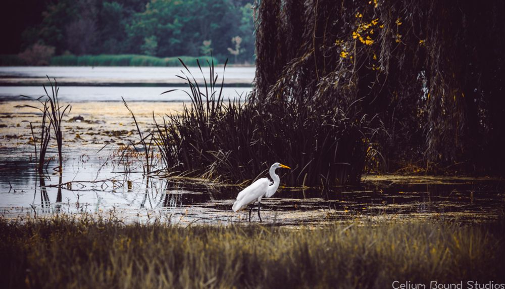 a great egret wades in the shallows of a lake. The foreground are the grasses of the shores, leading to the algae covers waters that the birds stalks. Behind are the tall grasses and weeping willows that give the Lake of the Isles in Minneapolis some extra charm. 