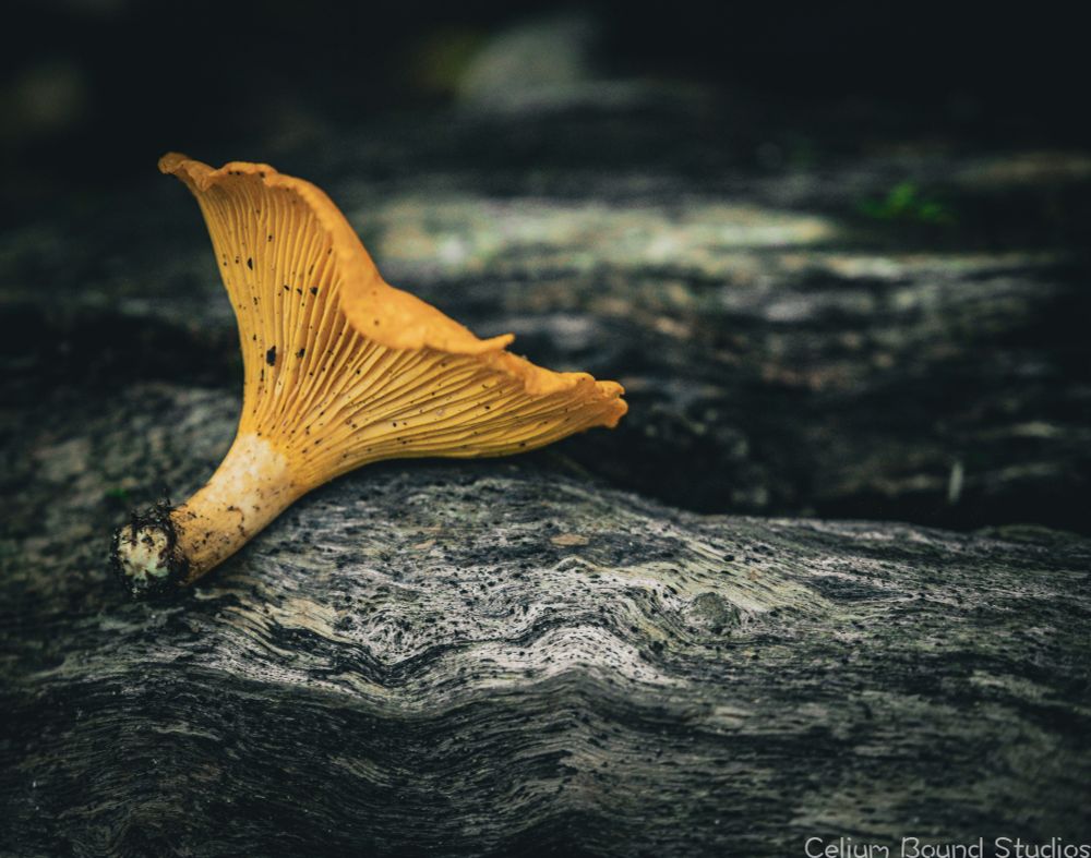 a yellow chanterelle mushroom on a grey log. The false gills of the mushroom run perpendicular to the grain of the wood. 