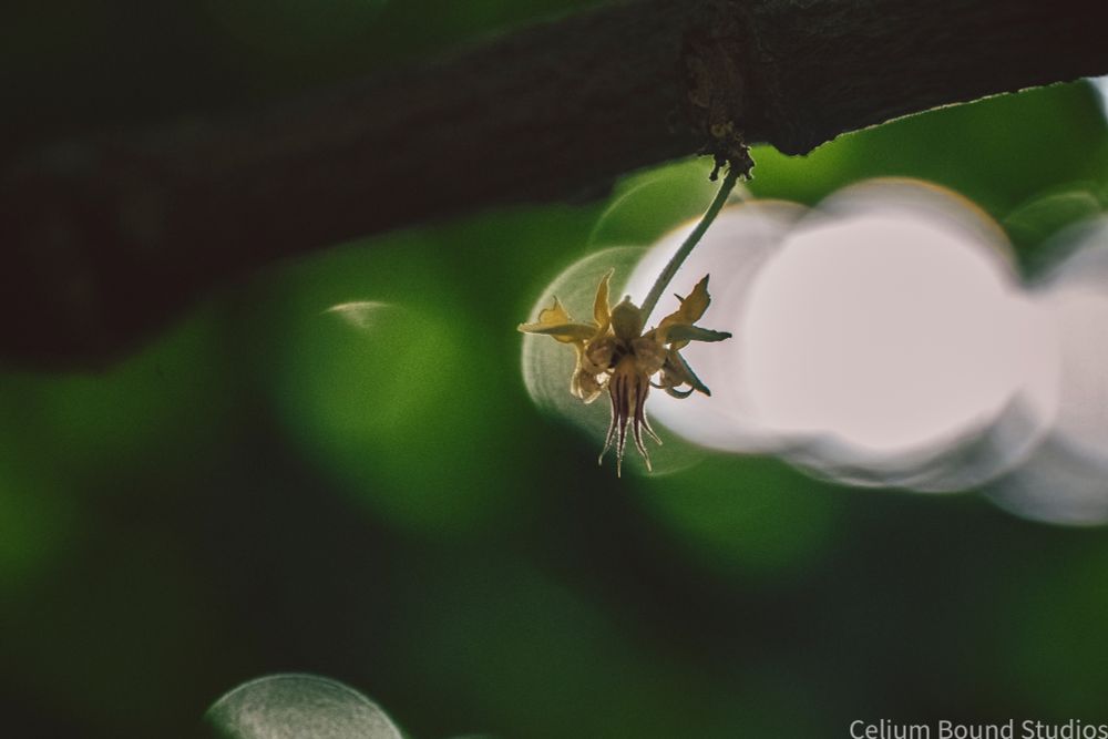The small flower of the Cacao tree, probably the size of a dime