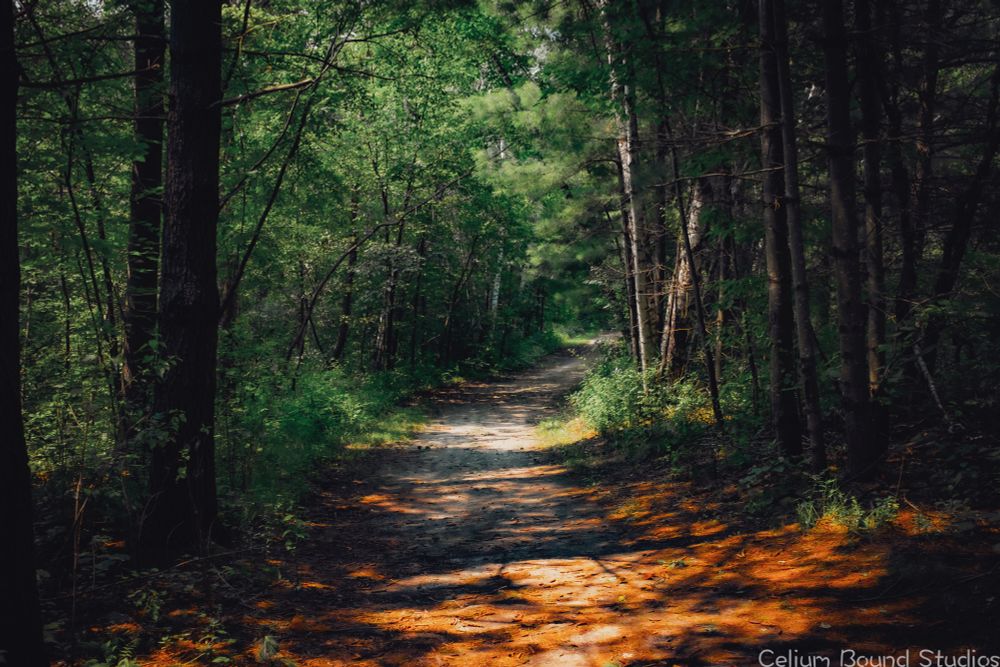 a hiking trail at Willow River State Park in Wisconsin. A dirt path lined with green trees on the left and pines on the right. The focus is a bit soft, with good vibrancy. 