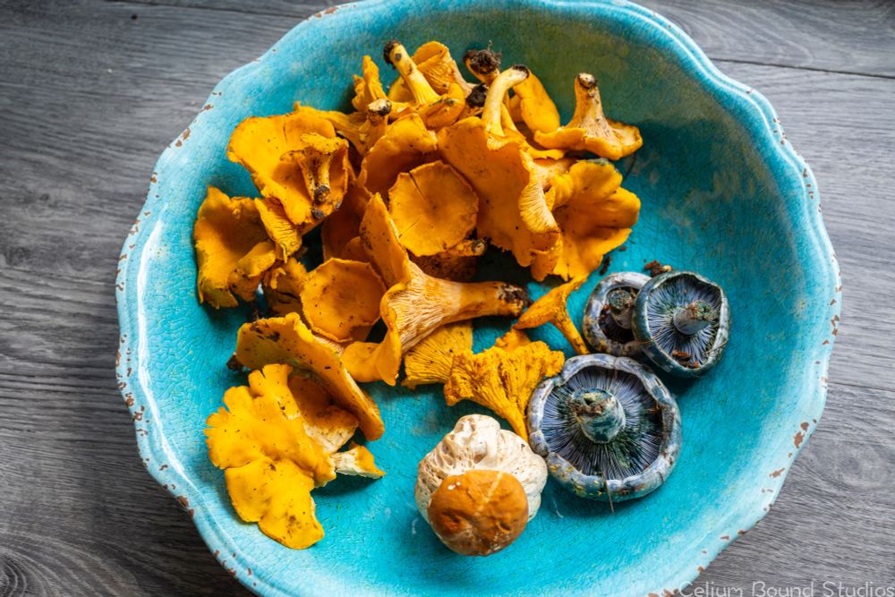 a blue bowl on a grey floor. The bowl is filled with orange, blue and a white mushrooms. 