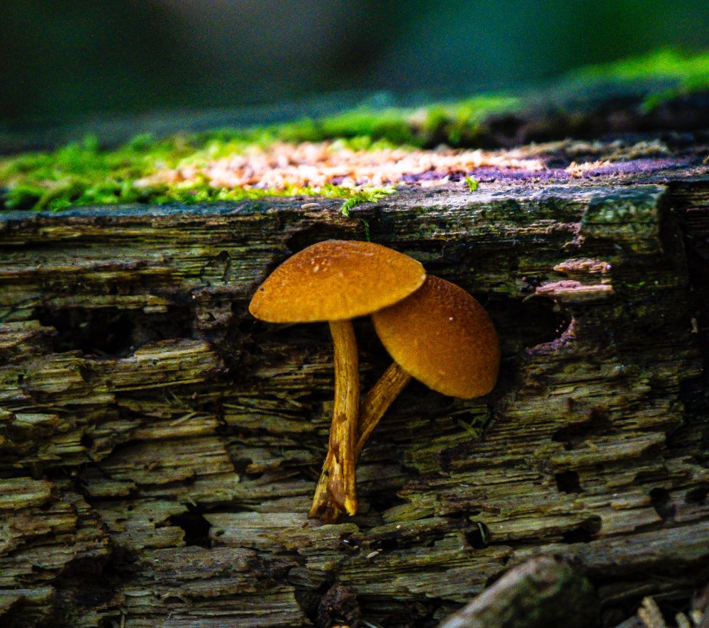 two mushrooms that were featured in previous postings. I plucked them in hopes they will dry nicely for some other art works. After I plucked I set them down randomly on the log they came from and they fit like a glove in the natural groves of the rotting wood. Let's talk about a happy accident! I also loved the gentle light on the most above them. 