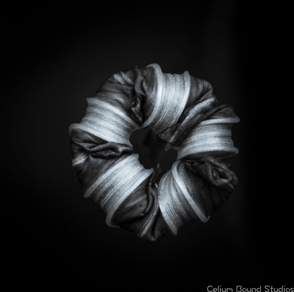 The shriveling morning glory in black and white turns into inward pointing petals alternating between black and white strips. 