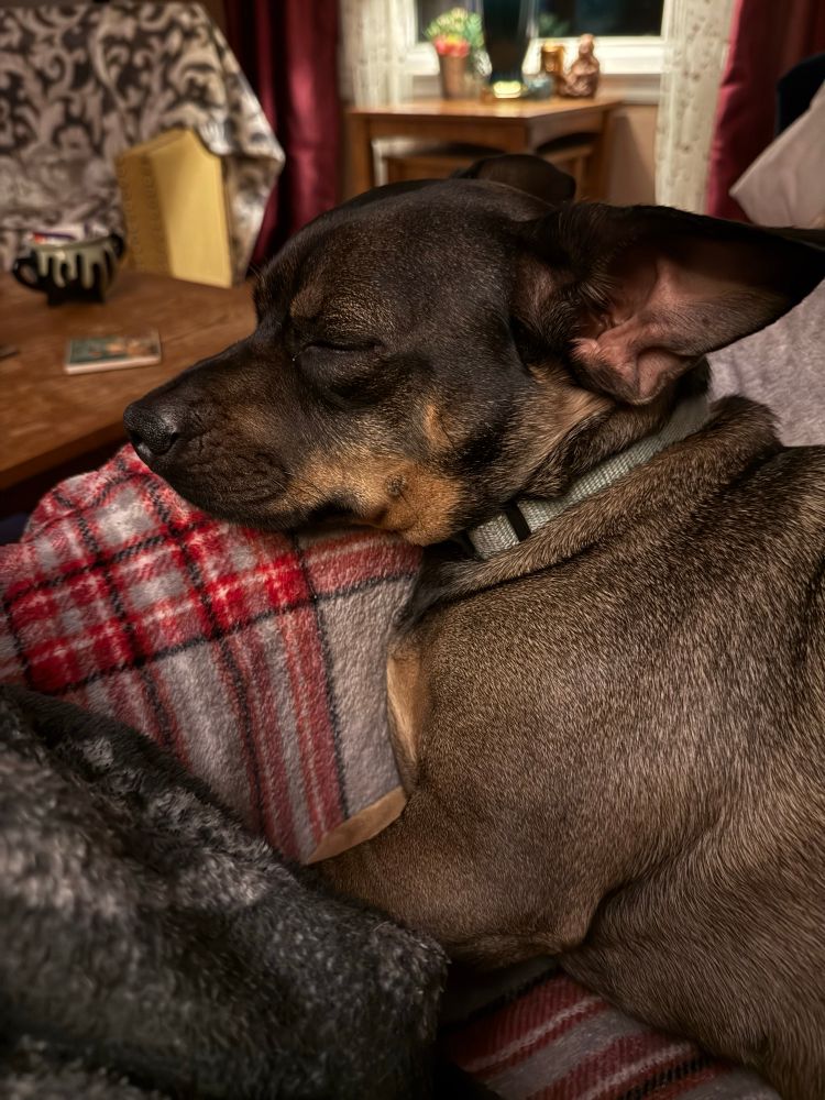A brown and black dachshund chihuahua mix with big ears takes a nap. 