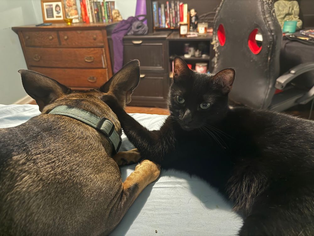 A brown dog with big ears lies on a bed, facing away from the camera. A black cat lies to his right, her body at an angle and her face to the camera. Her left front paw, i.e. her left hand, rests on the dog’s head behind his right ear. 