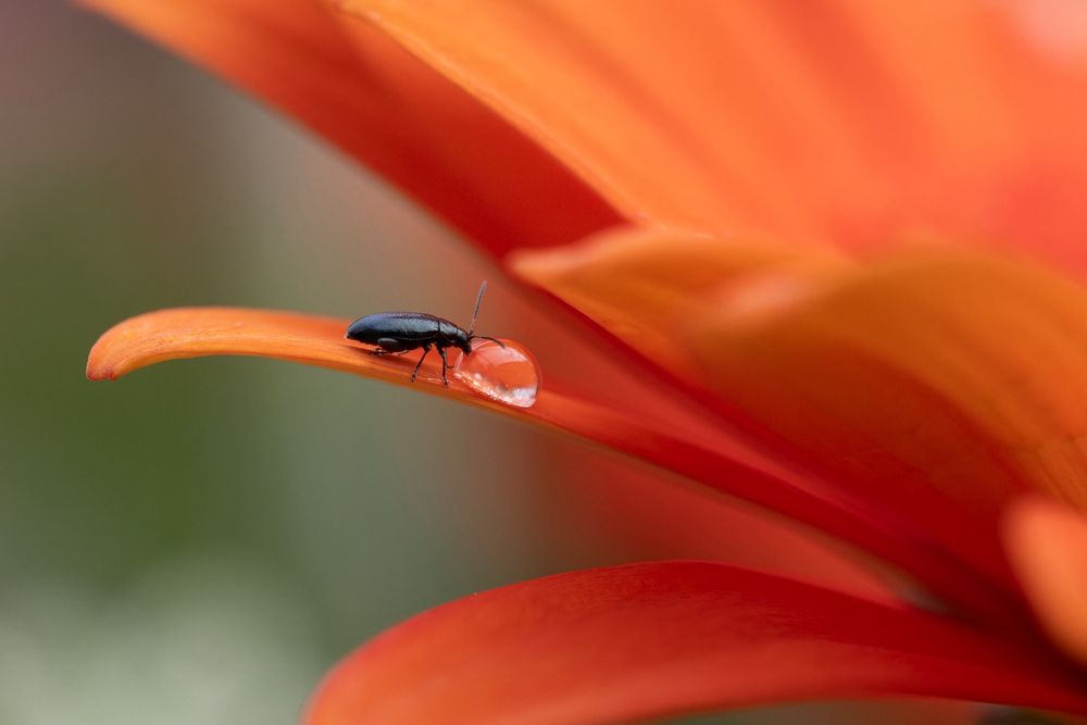  ~The water drop acts as a tiny mirror, reflecting the intricate details and the connection between the beetle and the flower.