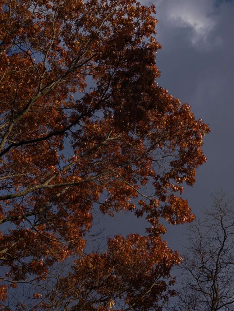 the red/orange leaves of an oak tree against a dark, dusty grey-blue cloud. 