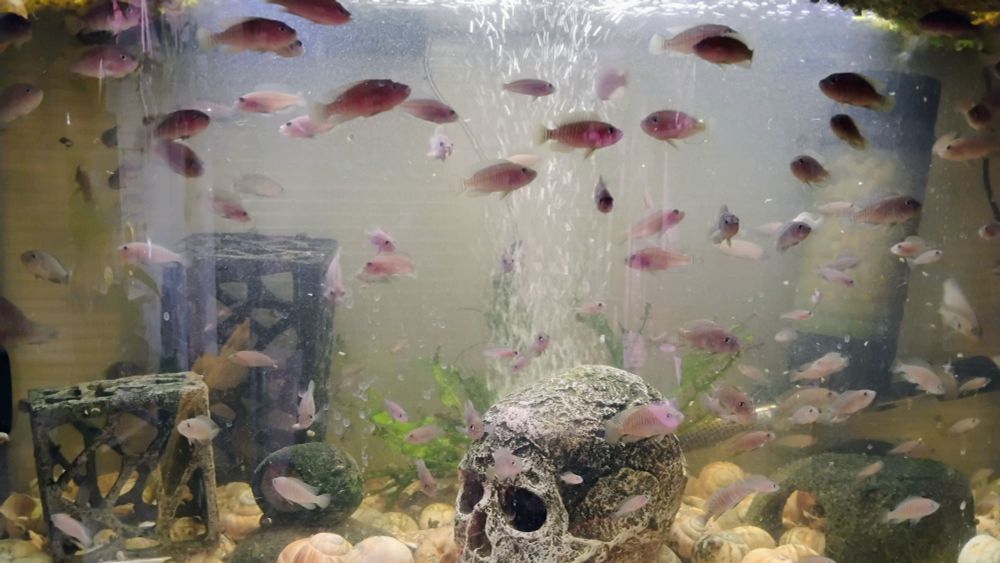 46 gallon bowfront aquarium full of neolamprologus multifasciatus 