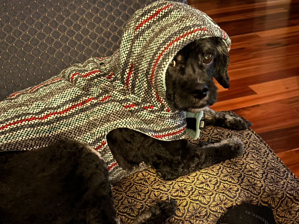A black dog with a fresh haircut wears a colourful jacket with a hood.