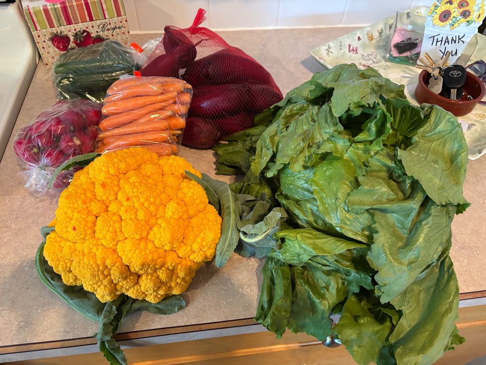An orange cauliflower, beets, carrots, cucumbers, lettuce, and radishes. 