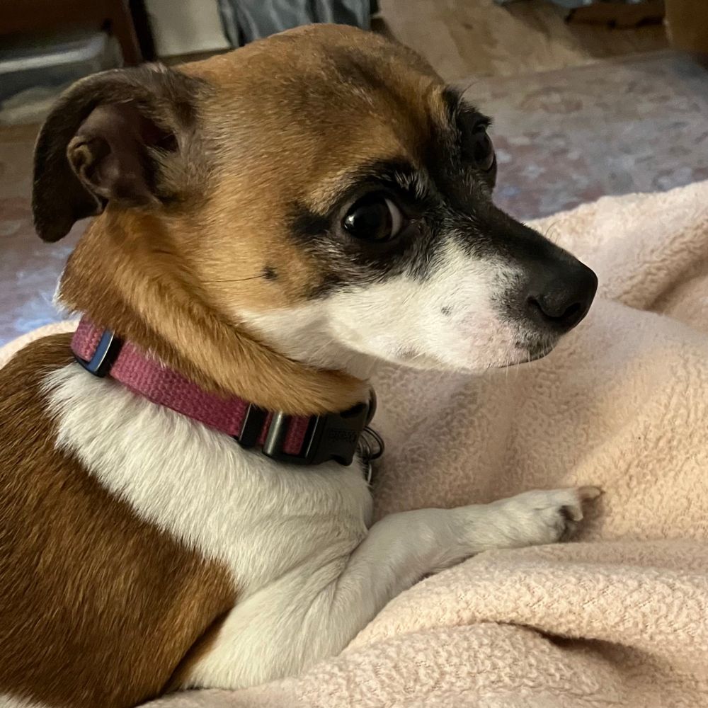 Cute lil jack-chi mix named Dolly lounging on a blankie