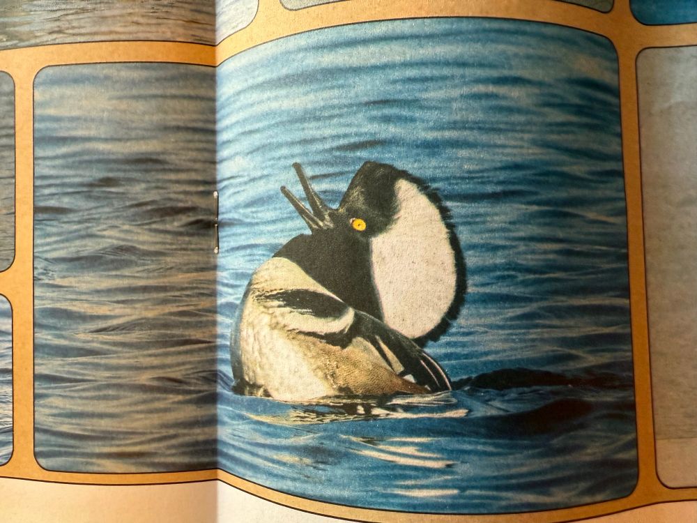 A picture from the Bricktown Corner Cafe magazine, March 2025 issue, of a hooded merganser raising its open beak to the sky seemingly cackling like an evil boss going, "MWA HA HA HA HA HA!"