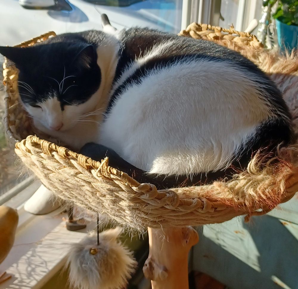 Black and white cat curled up on a cat perch basket in front of a sunny window. 