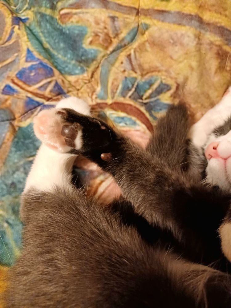 Tuxedo cat partially in frame. Nose is there and beans are there and tail is there and mostly white back leg is there