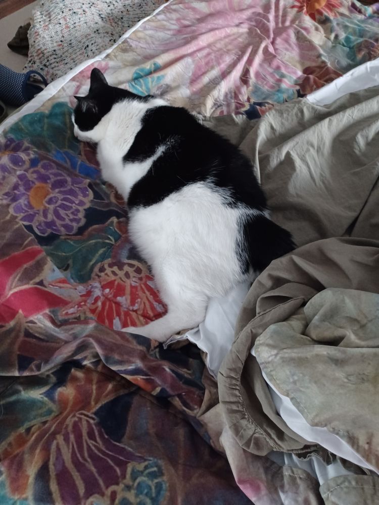 Black and white cat sleeping stretched out on a messy bed.