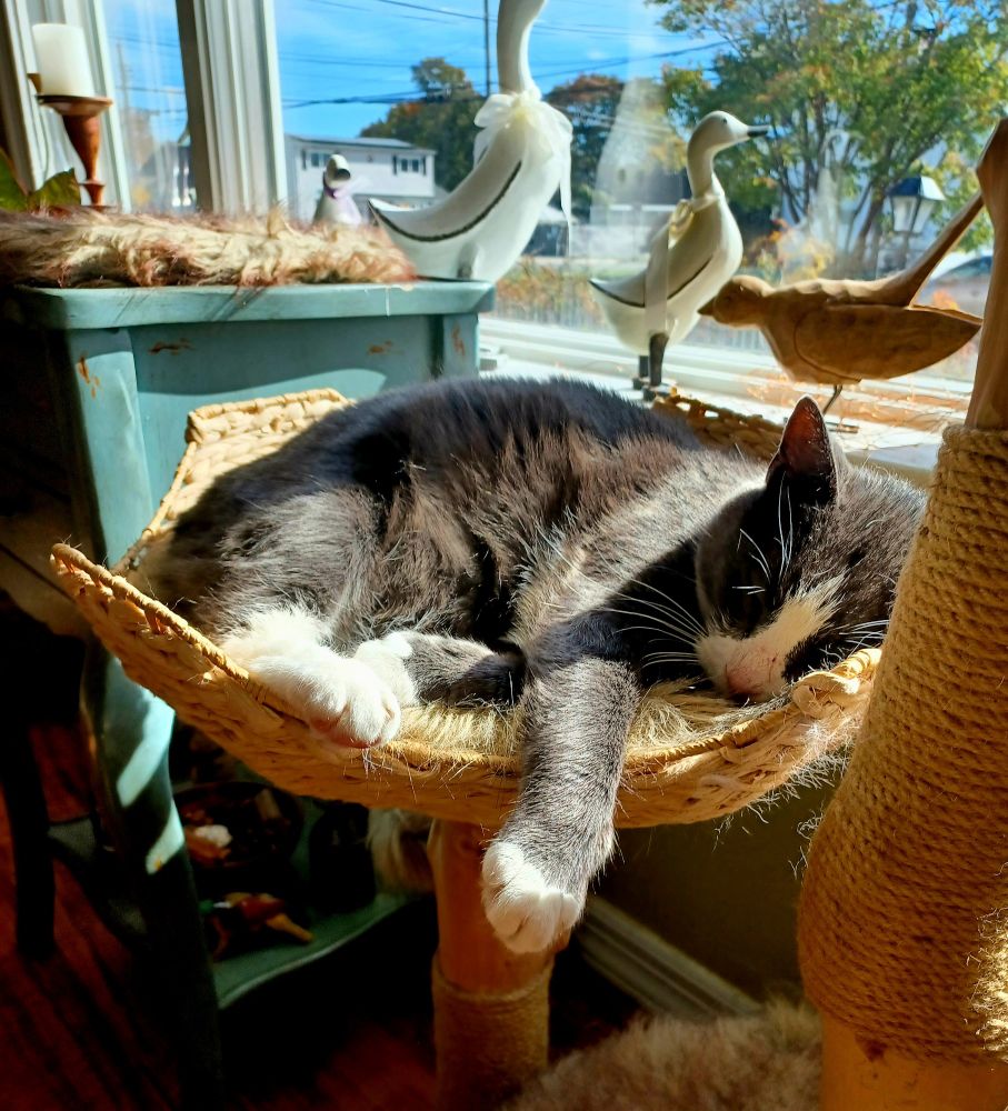 Tuxedo cat curled in a sun drenched cat tree nest. One front paw hangs over the edge. 