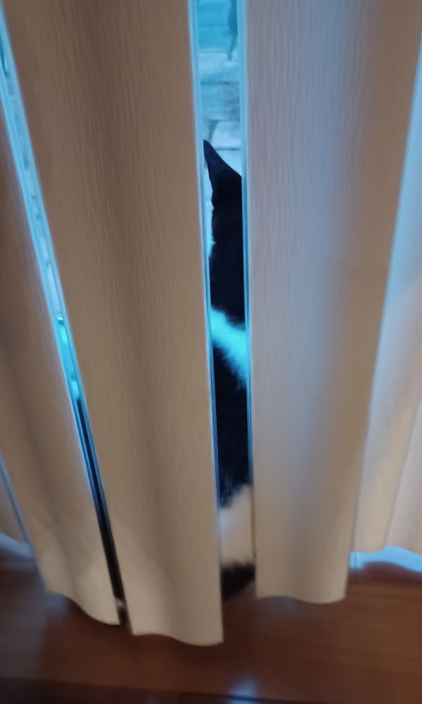Black and white cat looking through a glass door in the very early morning, she is only partially seen through the slats of a closed door blind. 