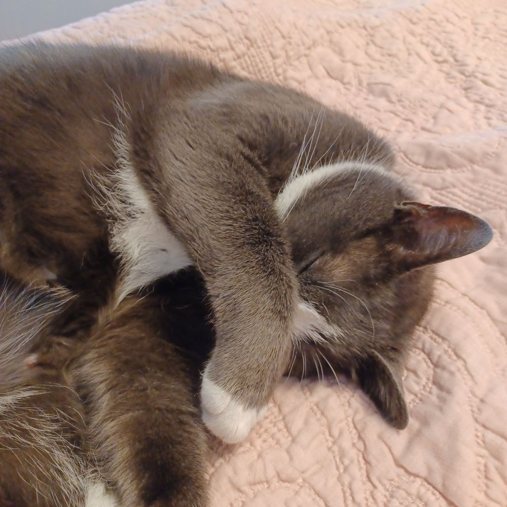 Tuxedo cat sleeping on a pink coverlet with its paw covering its face, with no thought of having to move for hours if it doesn't want to.