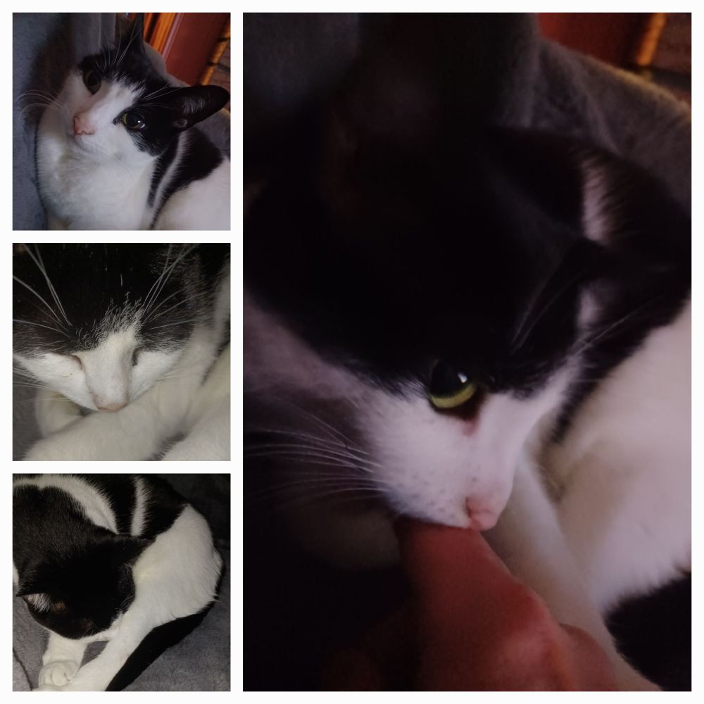 Multiple pictures of a black and white cat. Full face looking at camera, full sleeping face, curled up sleeping hiding face, eyes open biting finger of human that is annoying her.
