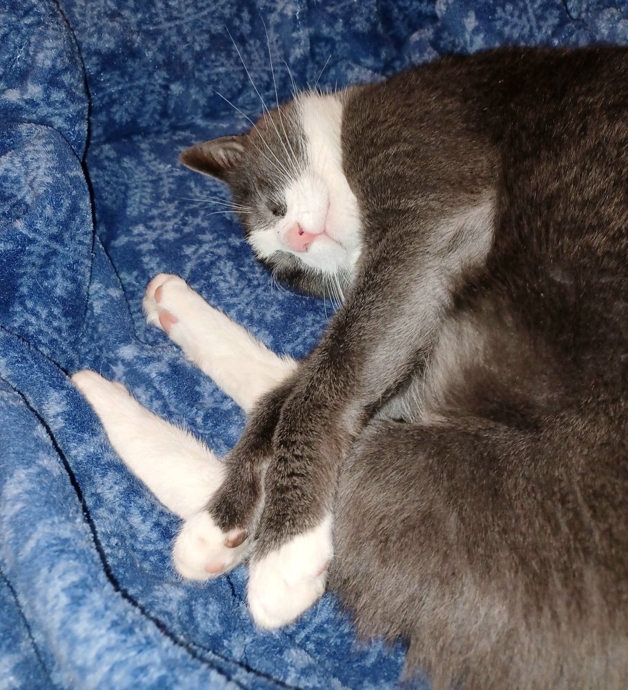 Tuxedo cat loosely curled up asleep on blue plush robe. He has a very cute pink nose.