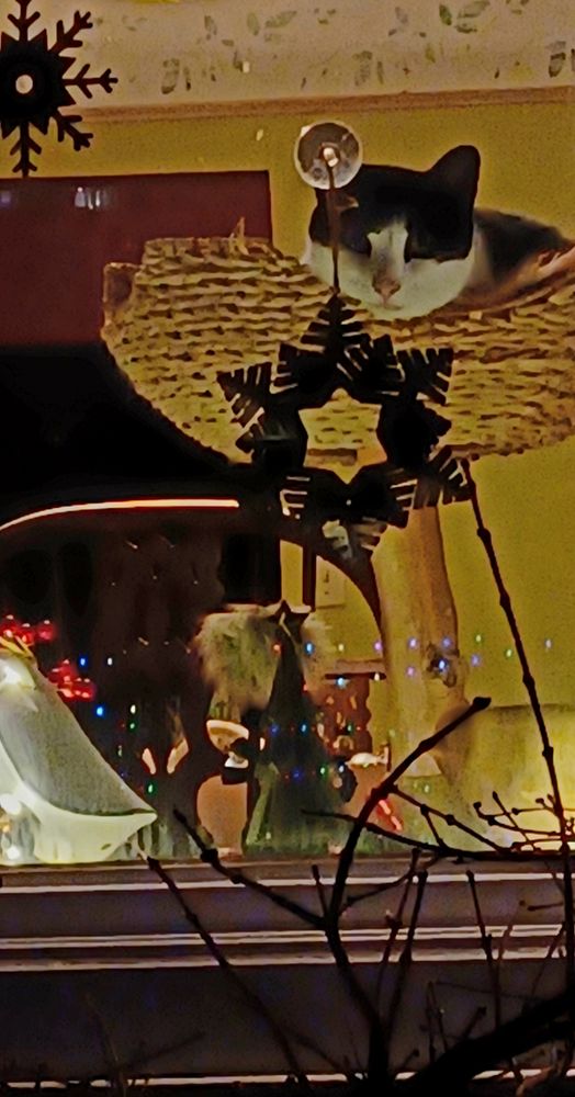 Little melancholy face of a cat seen looking out a window.